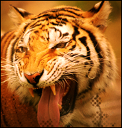 1328892045-U173186.png