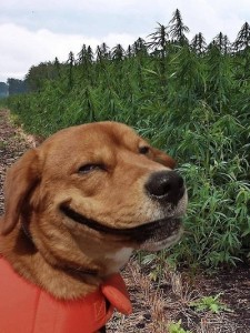 Stoned-Dog-Loves-His-New-Garden-225x300.