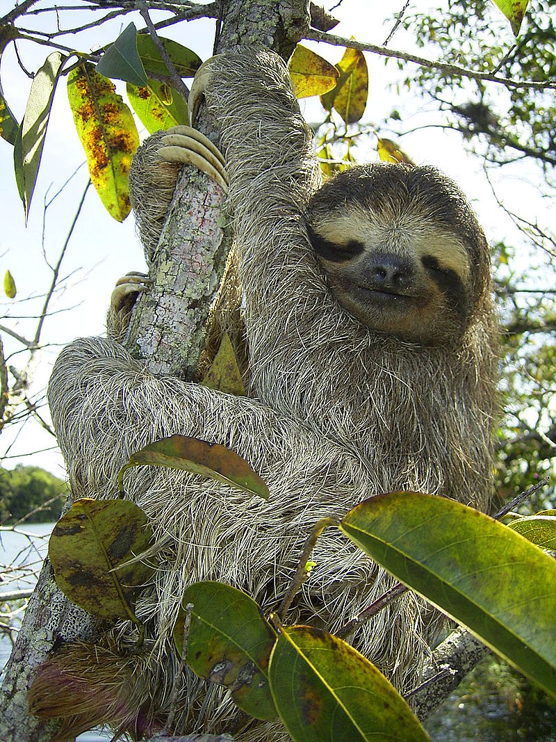 800px-Bradypus.jpg