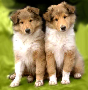 collie_puppies.jpg