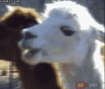 347651409155929748670.gif