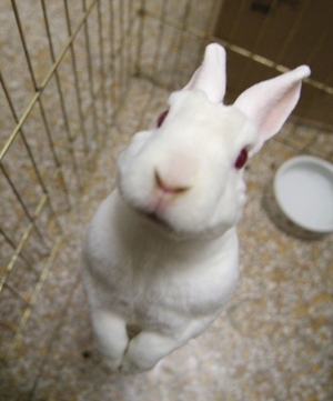 dailybunny_prettyplease2.jpg
