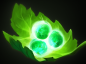 7355114126121041138521.png