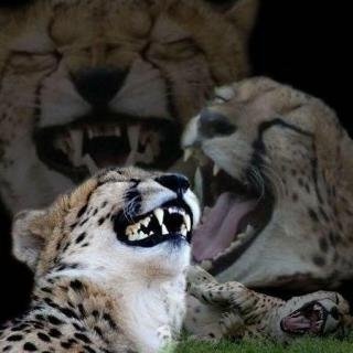 773141476477418987022.jpeg