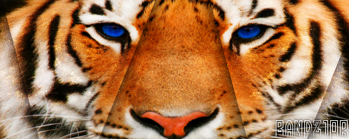 864341407695755588388.png
