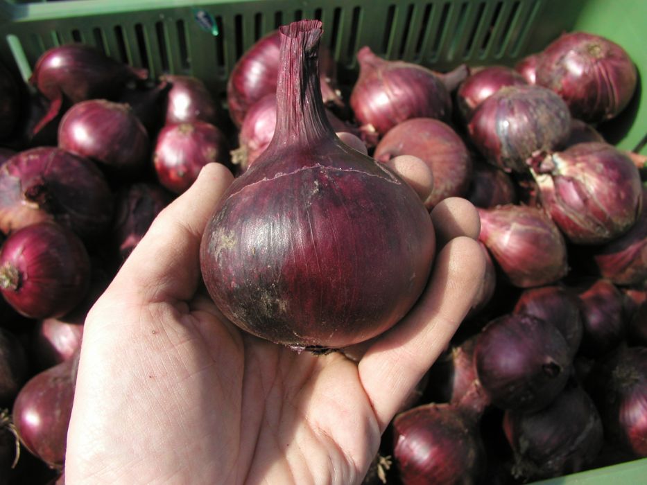 cebula-karmen-.jpg