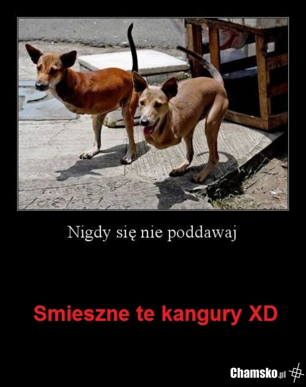 6zvf99qypil6.jpg
