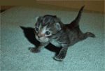 592a0698f3e86_post-137404-126799013699.gif