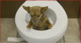 post-270366-0-36730200-1302962138_thumb.gif