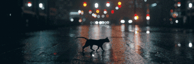 cat-mini.gif