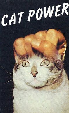 meow.jpg
