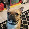 Senny_Buldog