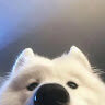 flappy