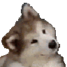 radekx999