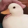 Woocach