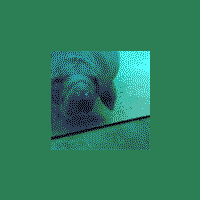 parapecik